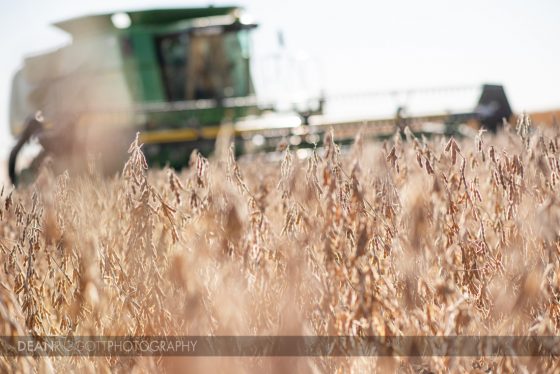 Soybean field with combine in background
