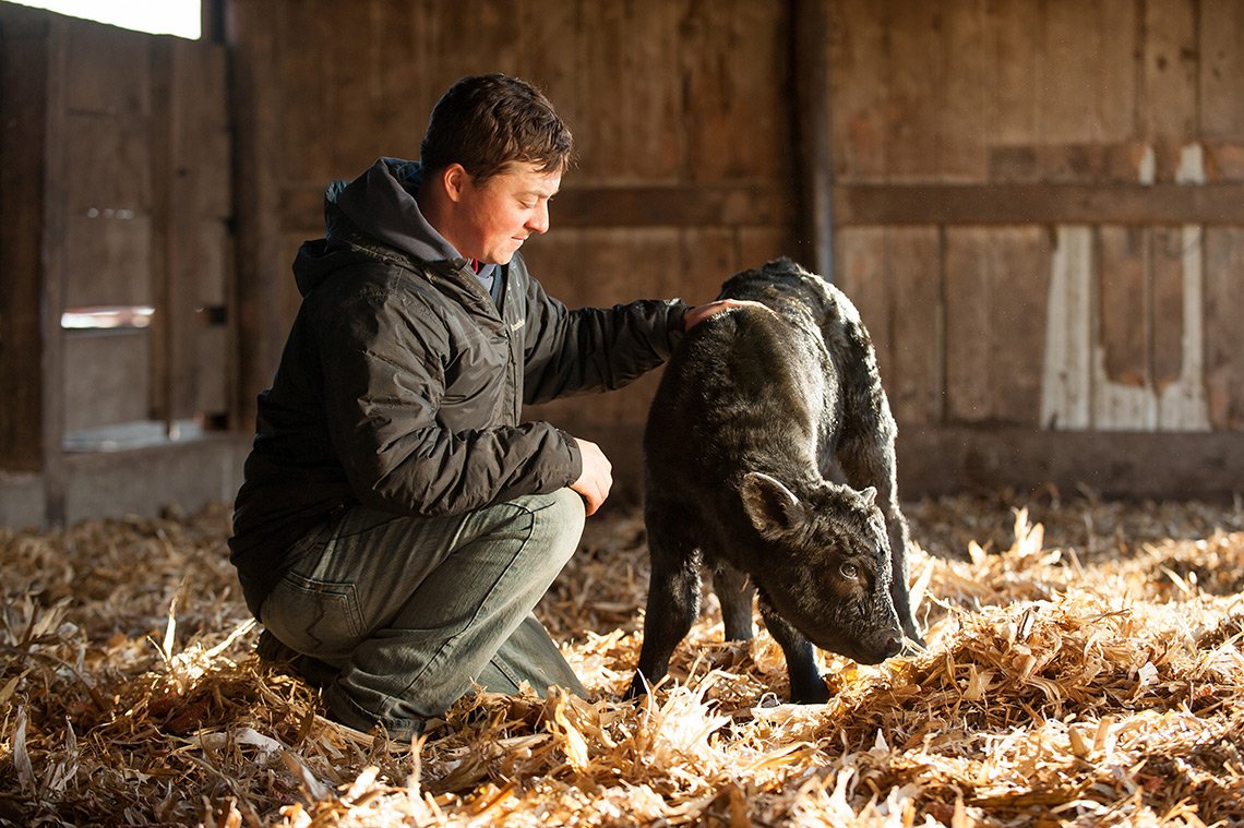 A farmer with a hand on the back of a young calf on his Iowa farm