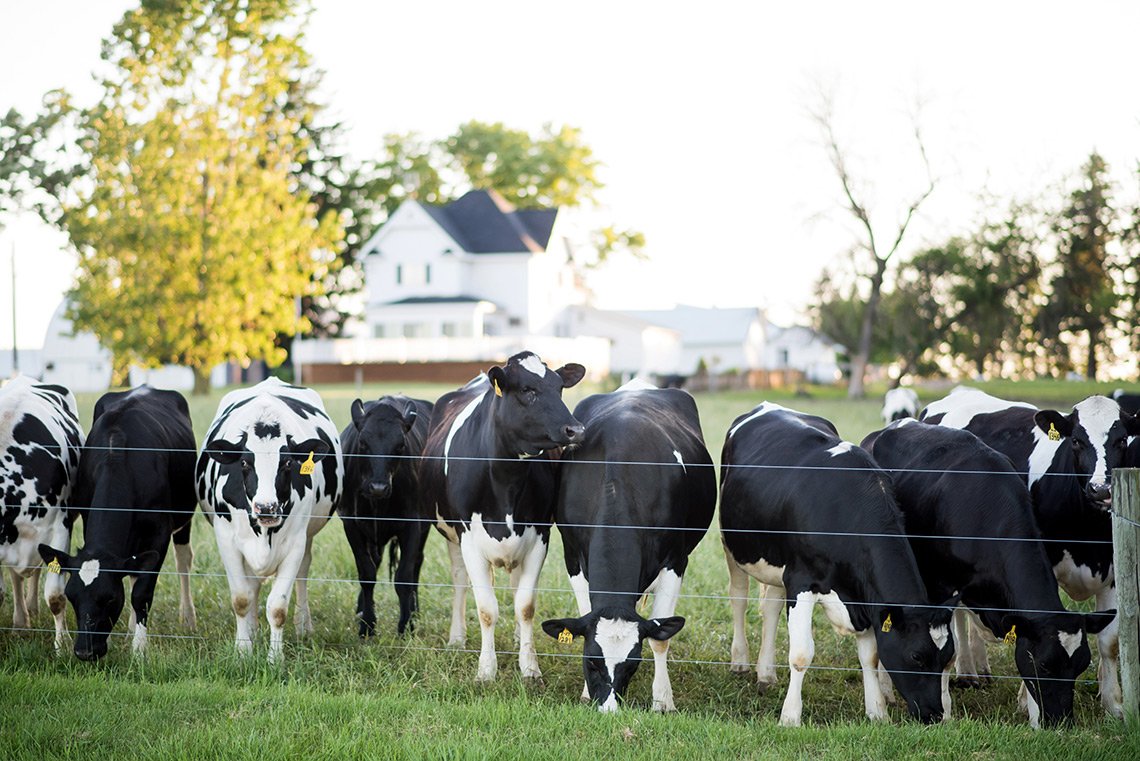 Dairy cows stand at the fence with a white farmhouse in the background