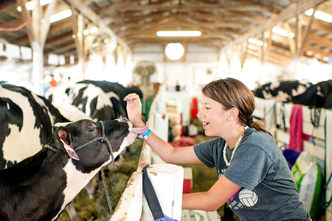 A cow licks a girls arm in a barn at the fair in Rochester MN