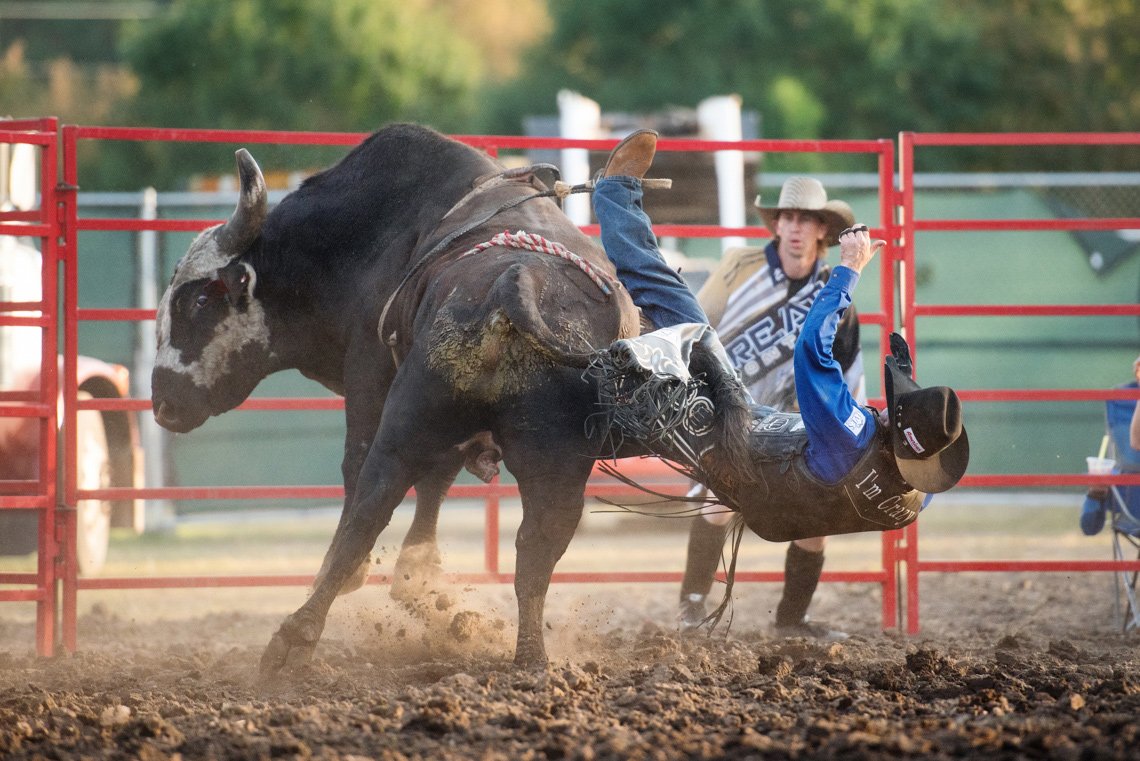 Editorial photography of a cowboy getting thrown off a bull at the rochester mn rodeo